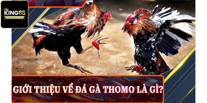 Giới thiệu đá gà bên Thomo là gì?